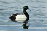 Greater Scaup